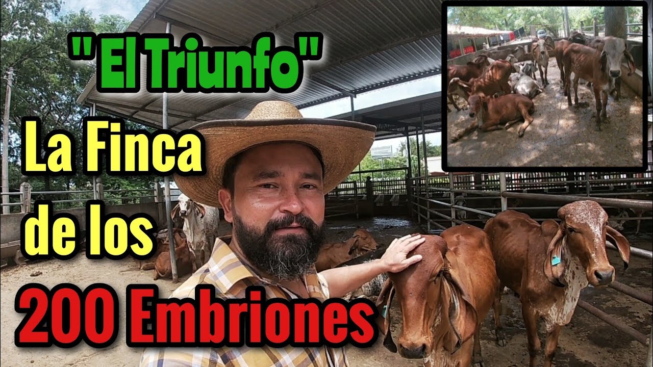 Visitamos la Finca El Triunfo con Más de 200 Embriones Gyr y Gyrolando