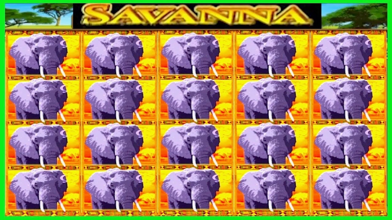 ★★JACKPOT HANDPAY★★$500 BETS★★SAVANNA HIGH LIMIT SLOT MACHINE BUENO DINERO MUSEUM SLOTS IGT