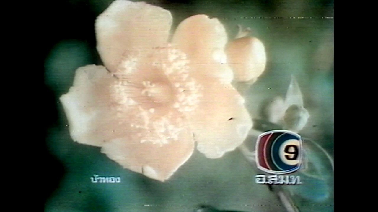 การ์ตูนญี่ปุ่น 