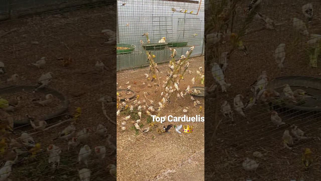 Cardellini di varie mutazioni intenti a nutrirsi 👑🕊️🦅