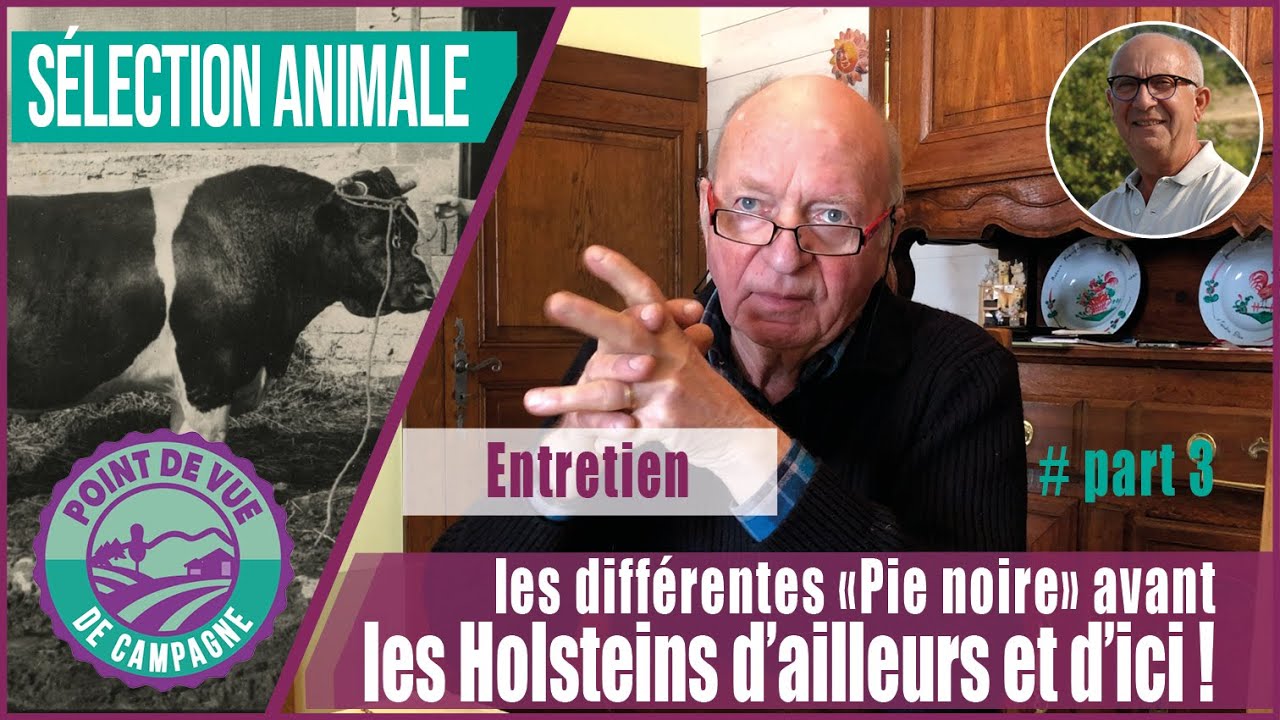 Sélection - Les différentes “pie noire” avant les Holsteins d’ailleurs et d’ici ! [ 1975 ] Entretien