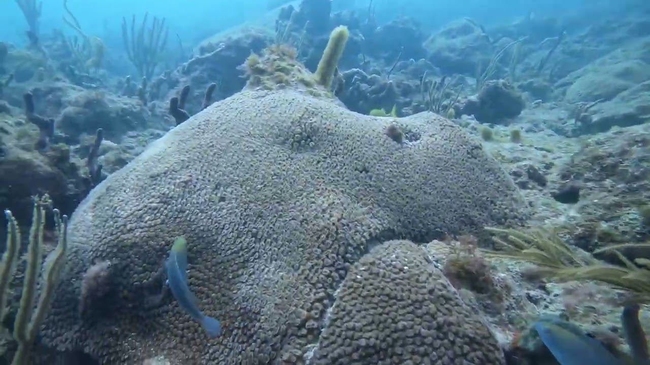 Diving the secret spot never disappoints 