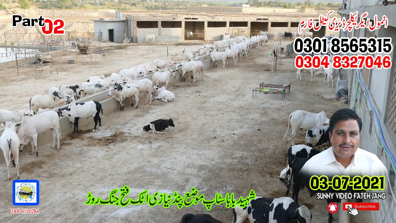 ANMOL Agriculture Dairy And Cattle Farm Pand Nayizi Fateh jang Rod Attock 0301 8565315 Part02