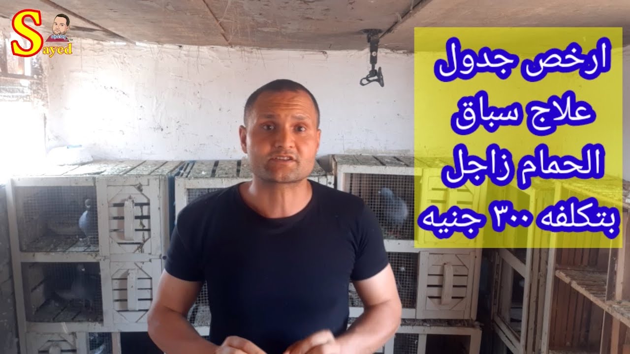 ٣٠٠ جنيه ارخص جدول سباق علاجات بشري للحمام الزاجل تعويض طبيعي بعد الرجوع من السباق منشط لسباق الزاجل