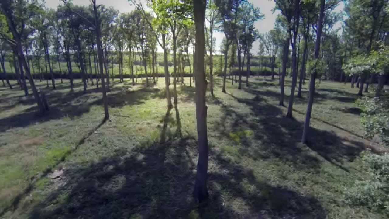 Vues d'Auvergne, saison 2 - La Forêt de Tronçais (Allier)