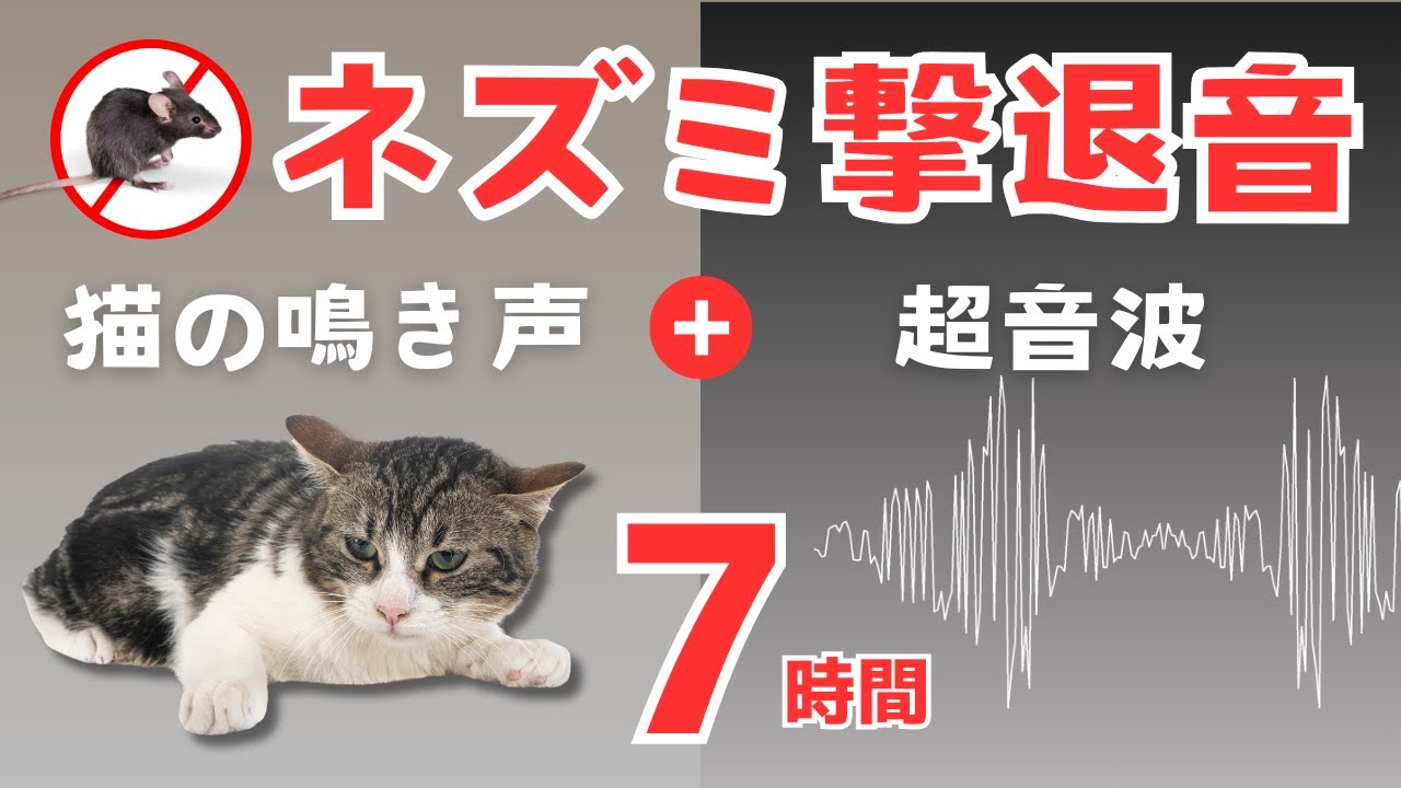 ネズミ撃退音(7時間)。猫の鳴き声と超音波。ネズミが嫌がる音をダブル再生