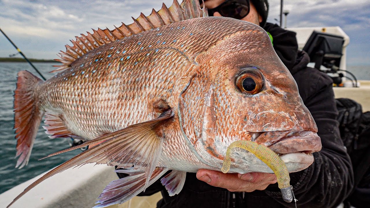 CHASING MUD ISLAND SNAPPER