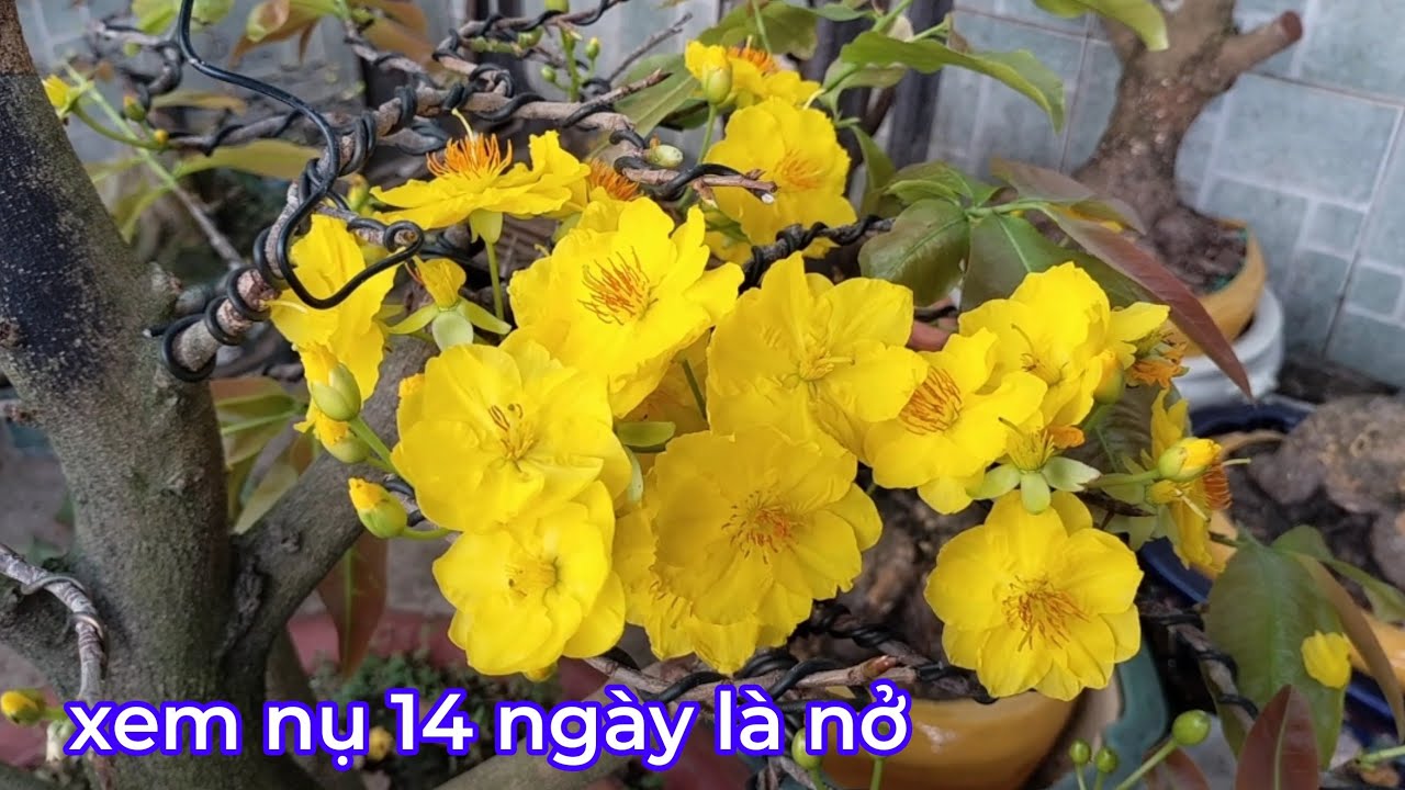 Xem nụ như thế nào là nở đúng ngày Tết.mà ae mình mong muốn.và có nên phun atonic không 