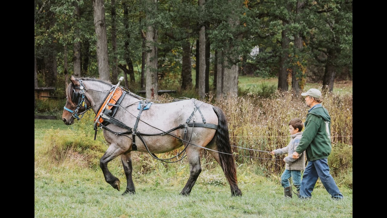 DAPChat: Working with Horses - Story Time and Questions with Ted Russell