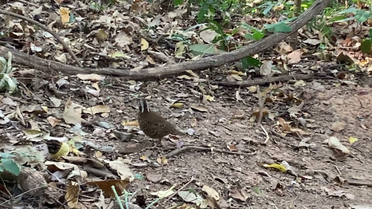 Eared Pitta