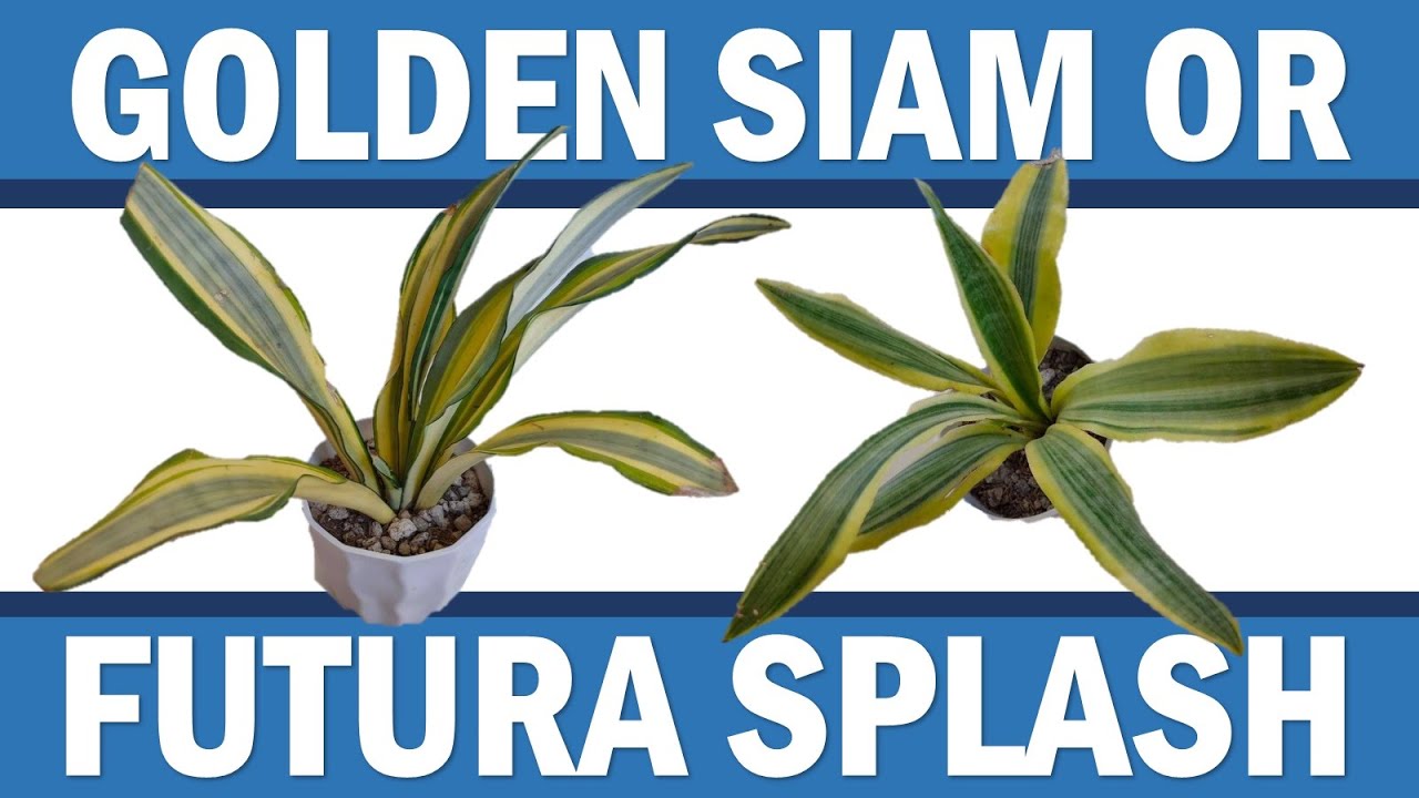 Futura Splash or Golden Sim / Yellowstone Snakeplant Comparison (with English subtitle)