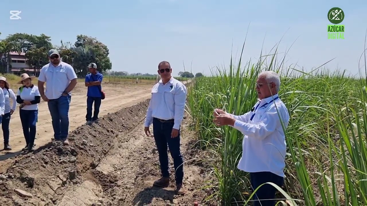 Técnica de muestreo de huevos de Candelilla en Caña de Azúcar 