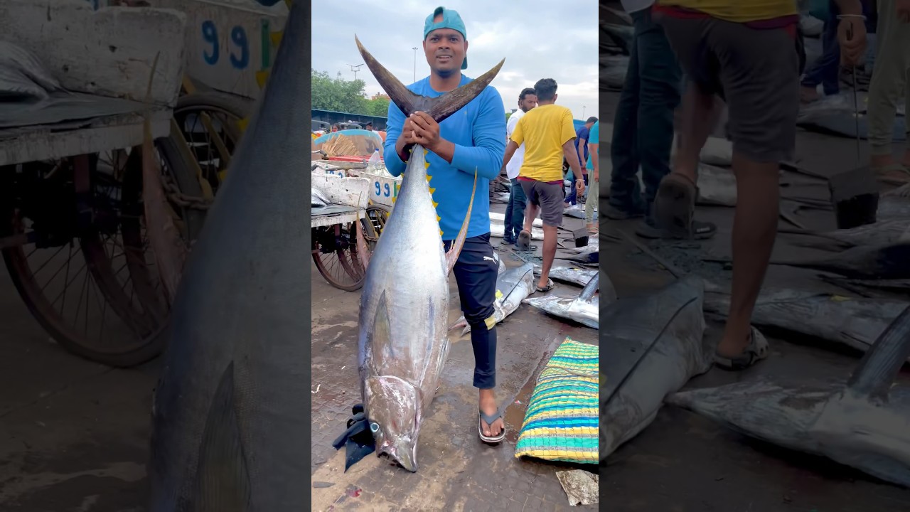 Yellowfin tuna fish 🐟 #vizaghari #fish #fishing #food  #vizag #tranding  #subscribe #like #comment