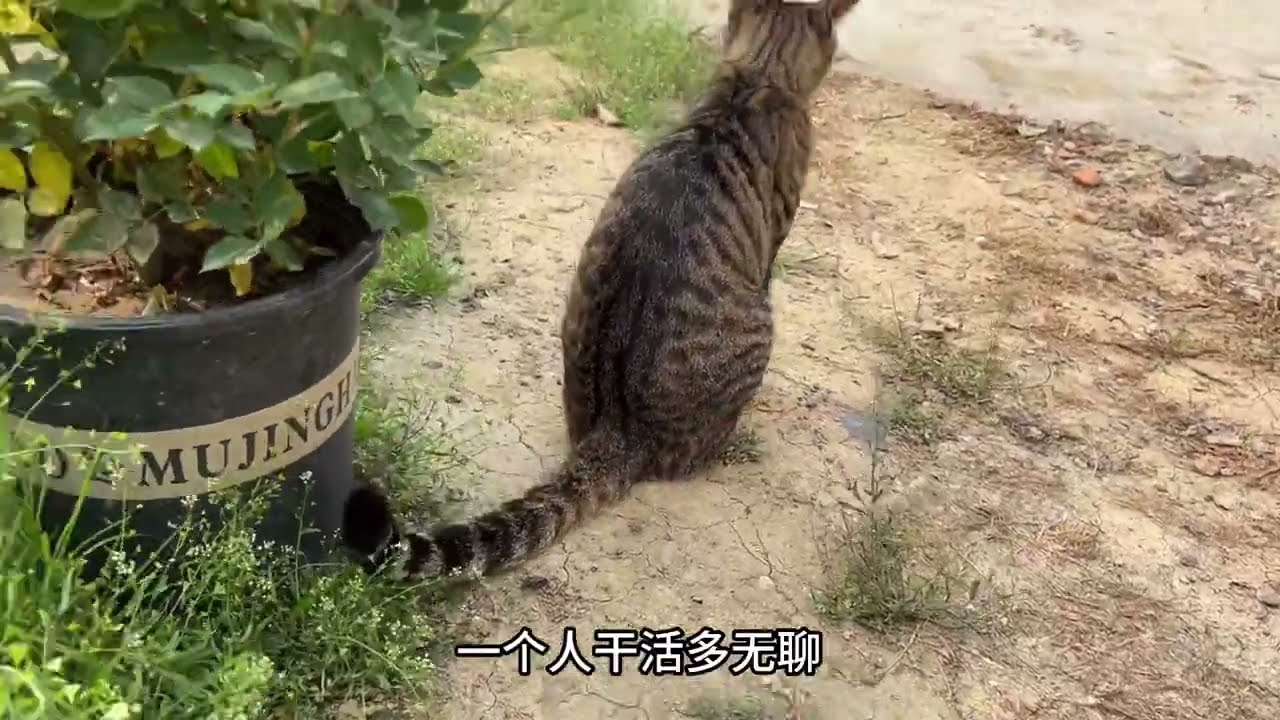 带着猫咪去给小花园除草 最后却成了累赘#狸花猫 #田园生活