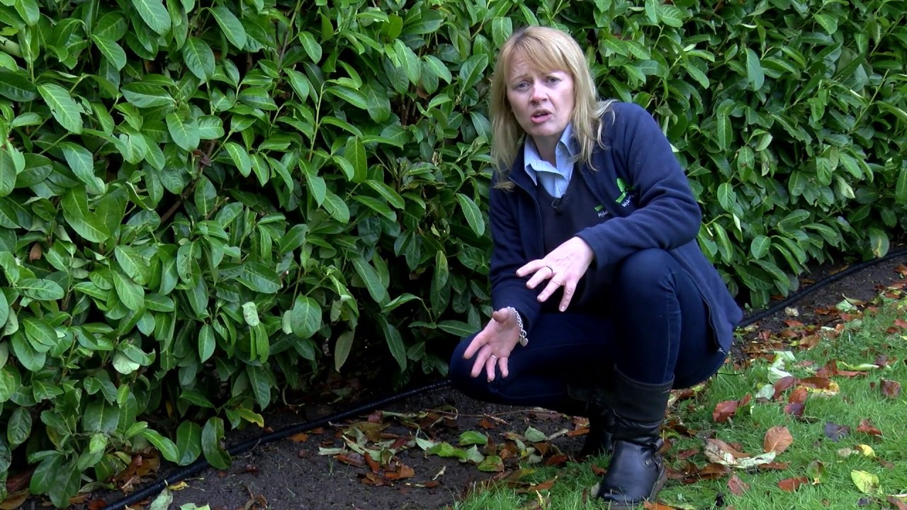 How To Water Your Mature Plants and Hedging