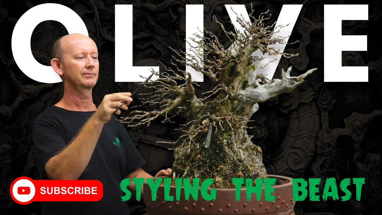 Wild Olive Bonsai: Styling the beast, 