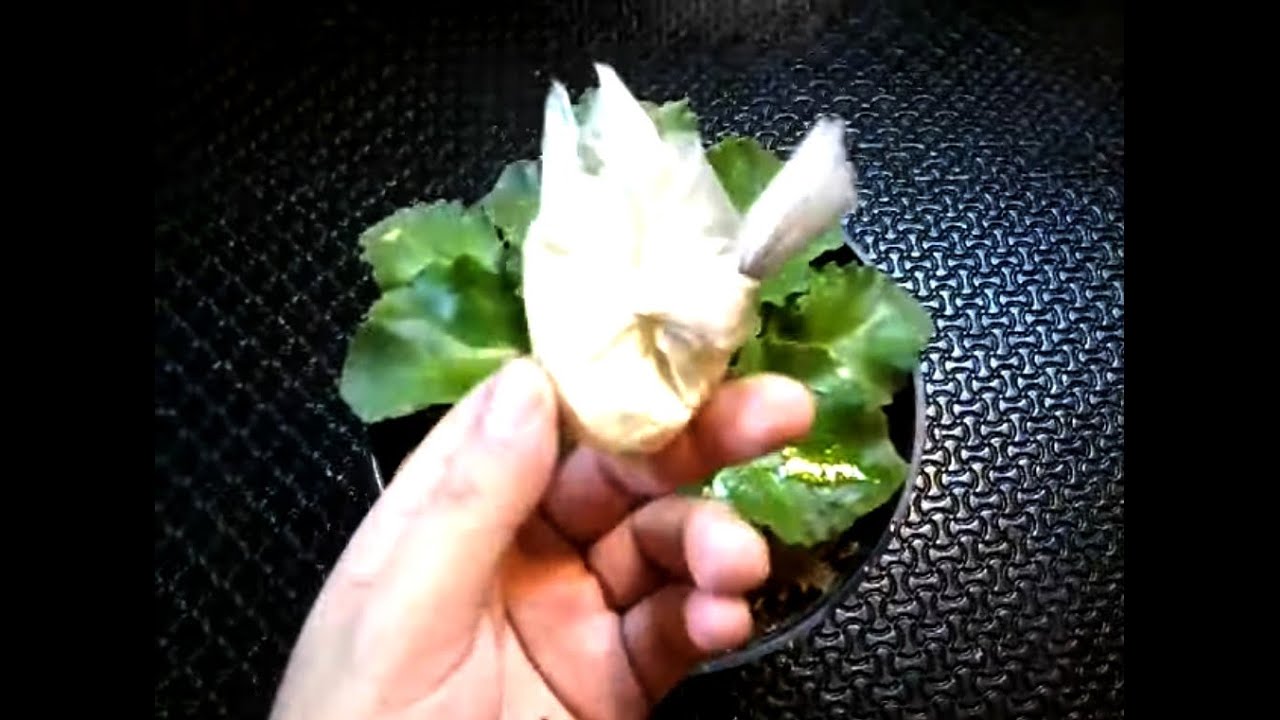 violetas africanas como eliminar hongos chuyito jardinero