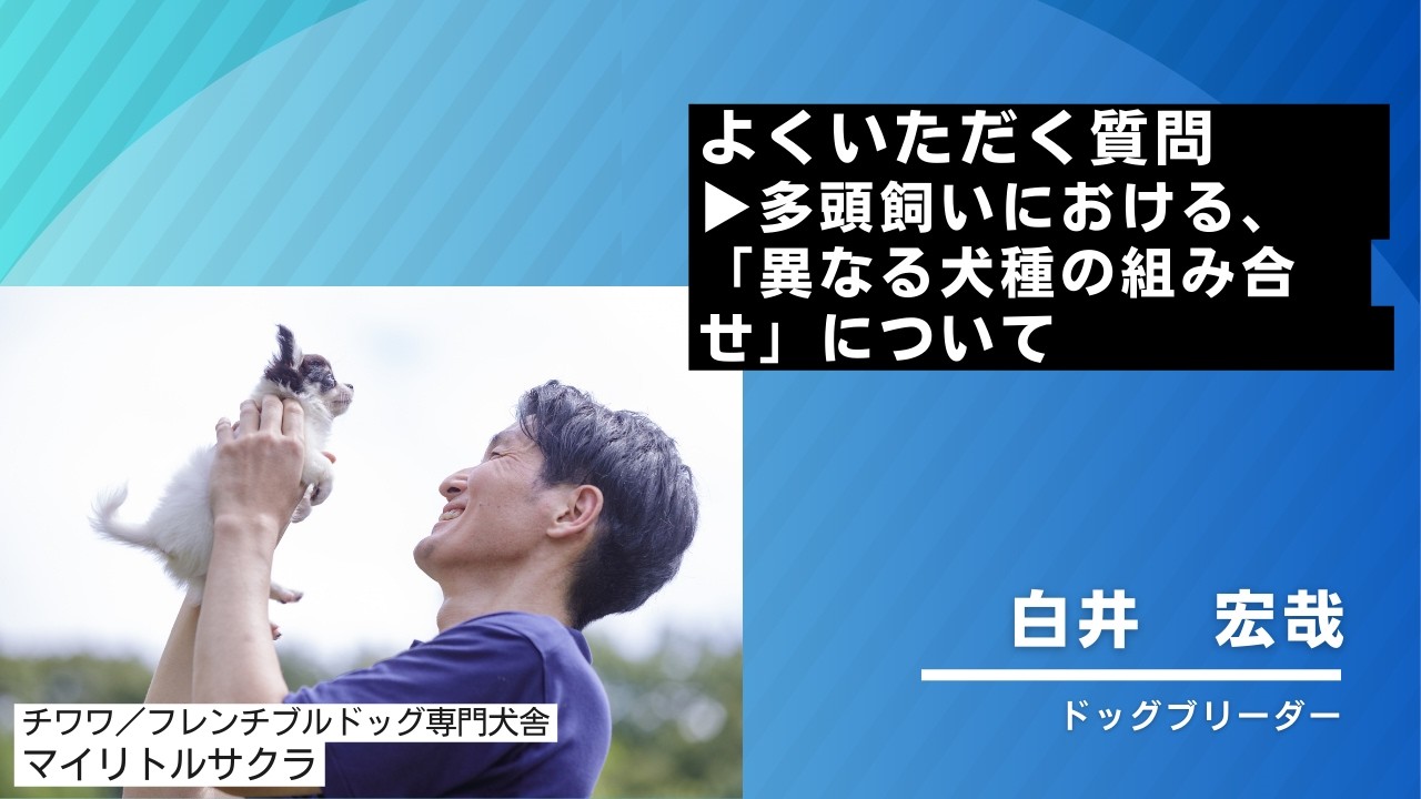 よくいただくご質問▶多頭飼いにおける、「異なる犬種の組み合わせ」について🐾 #チワワ #フレンチブルドッグ #チワワブリーダー #岡山ブリーダー #岡山県 #フレンチブルドッグブリーダー #子犬お迎え