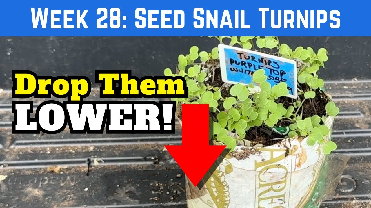 Adjusting Seedlings in a Seed Snail