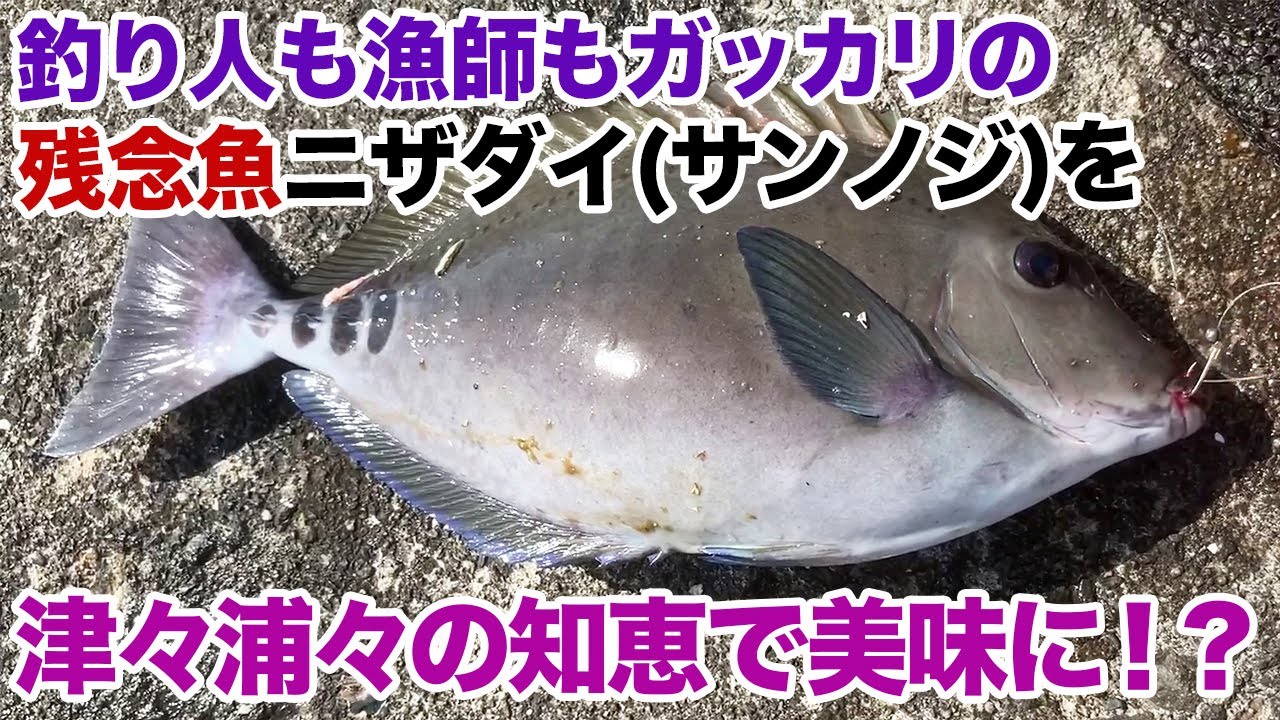 釣り人も漁師もガッカリの残念魚「ニザダイ」も津々浦々の知恵で美味に！？