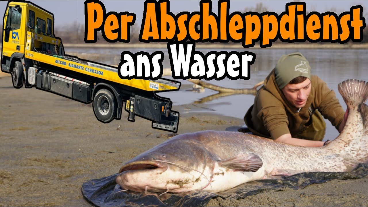 Welsangeln am Po im März // So fischen wir Buhnen!