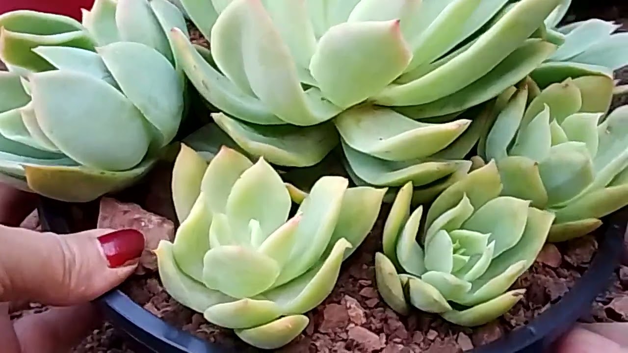 Recuperando suculentas 🥰😍#suculentas #arranjofloral #plantas #replante #fyp #foryou 