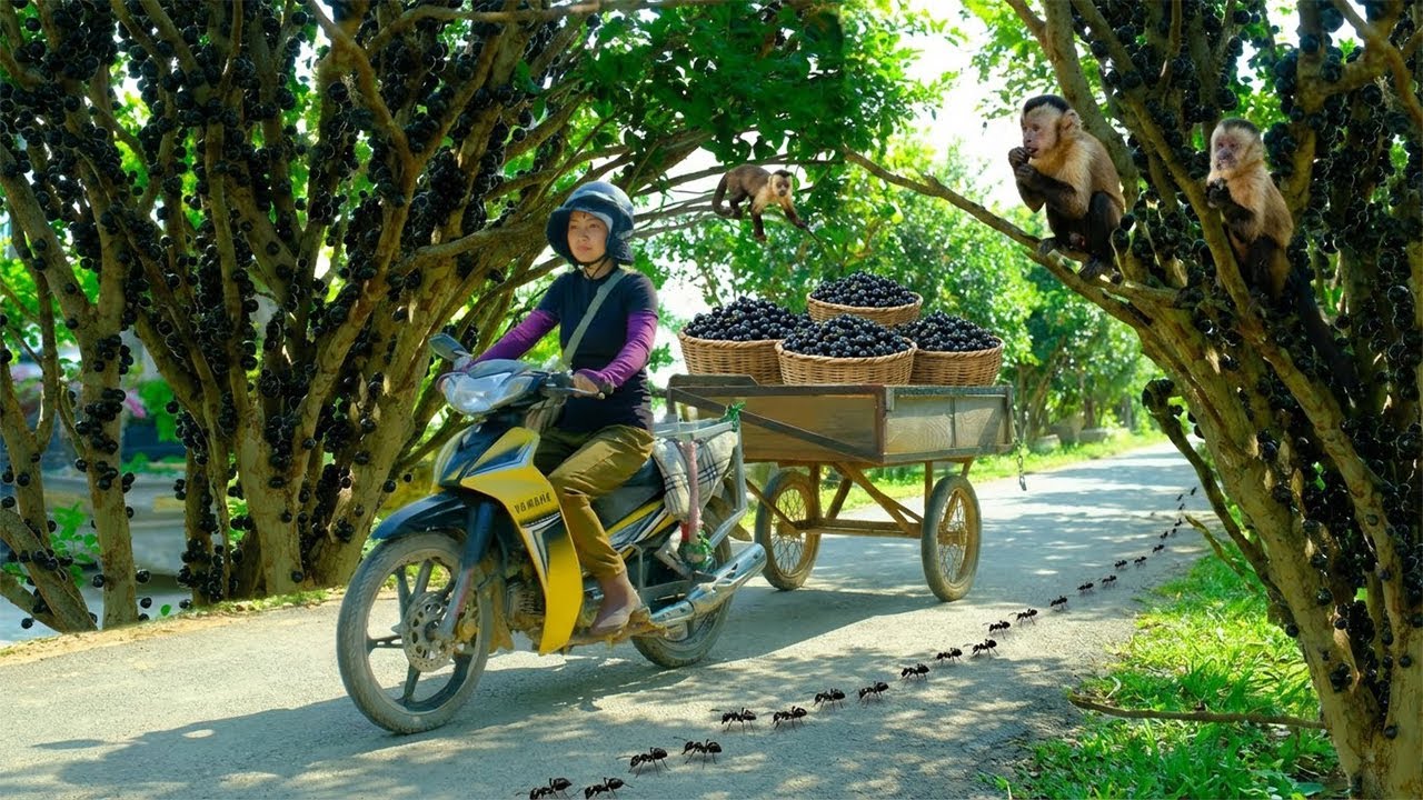 Harvest A Truckload Of Jabuticaba Take To The Market To Sell – Plant Purple Kohlrabi From Seeds