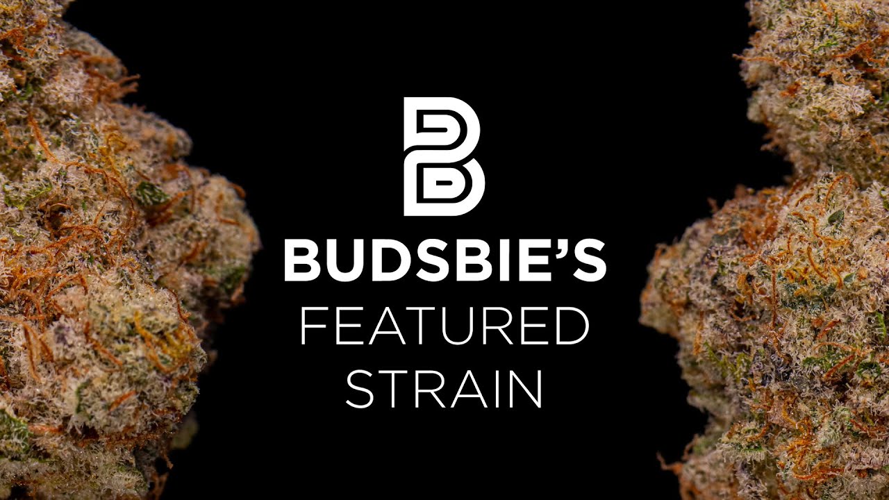Mac 1 Premium Flower from Vidacann | Budsbie's Featured Strain