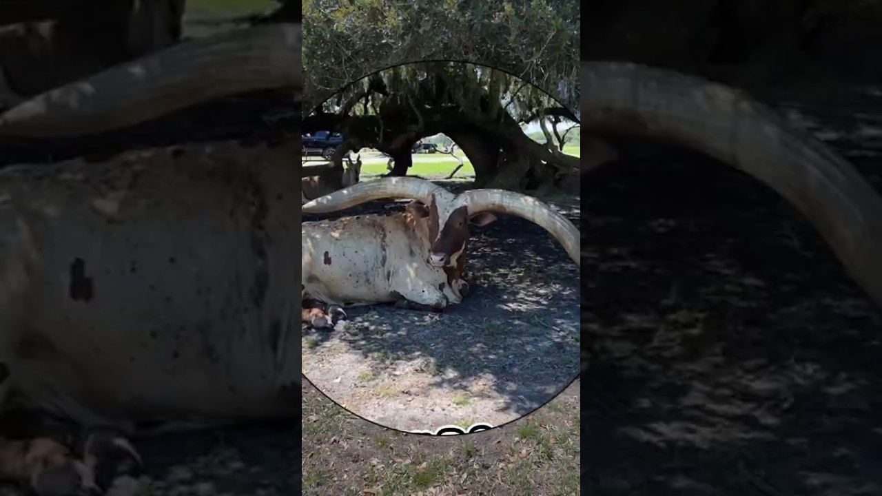 HORNS OF LEGENDS: The Ankole-Watusi
