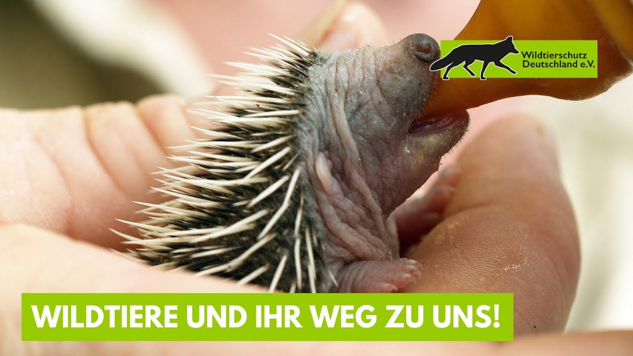 WILDTIERE UND IHR WEG ZU UNS (&Uuml;ber Wildlebensr&auml;ume, Wildtierstationen)