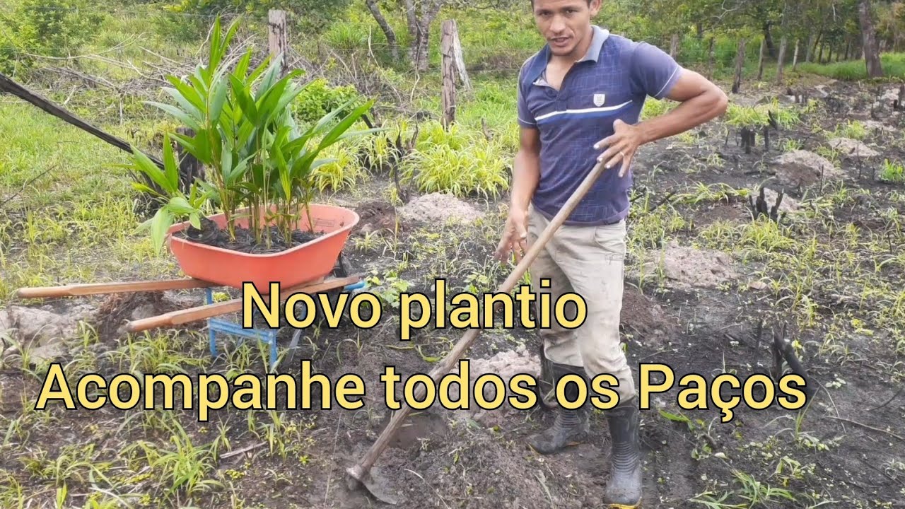 COMO INICIAR uma  plantação de AÇAÍ, primeiro vídeo..ESPAÇAMENTO e primeira muda sendo plantada.