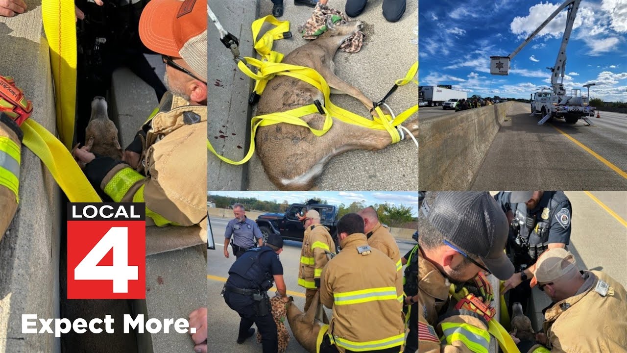 Deer rescued from I-75 barrier in Auburn Hills after becoming trapped between lanes