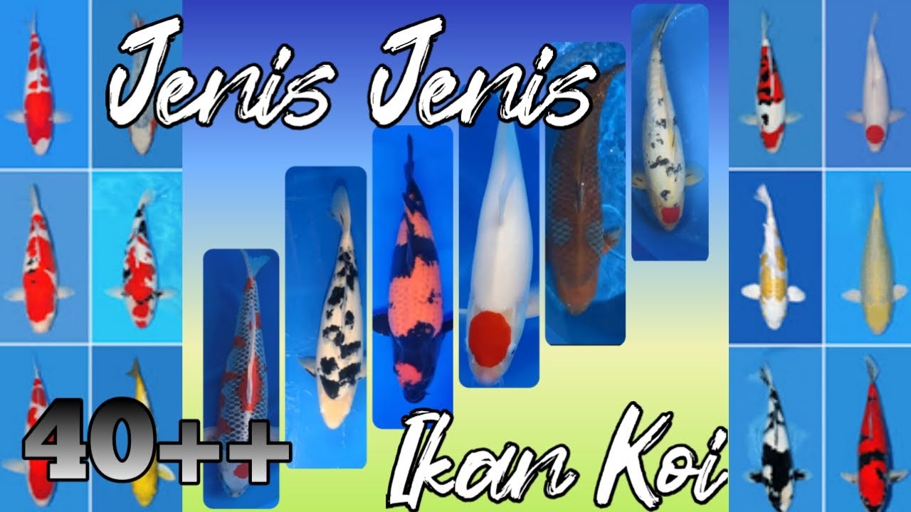 JENIS IKAN KOI