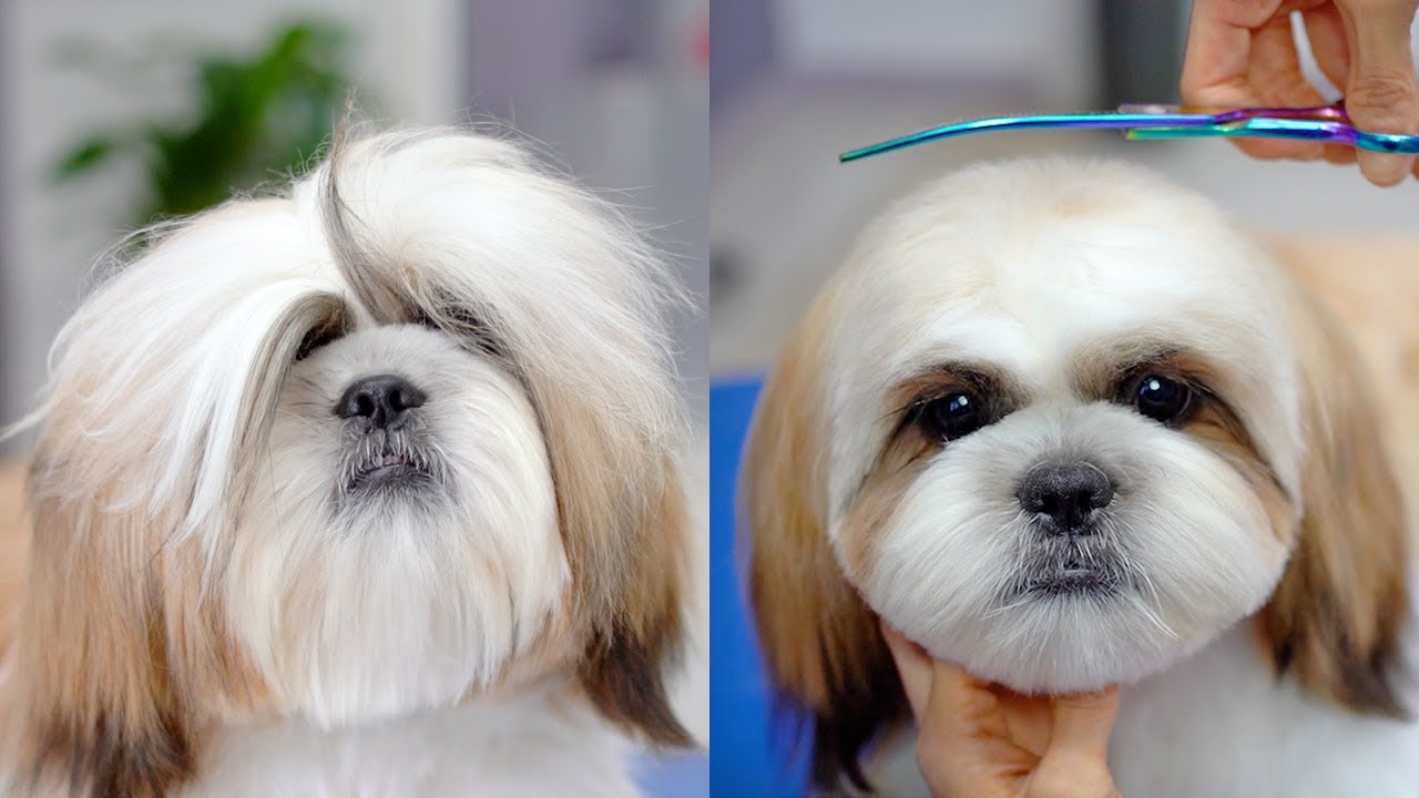 У меня теперь красивые глаза!✂️❤️🐶