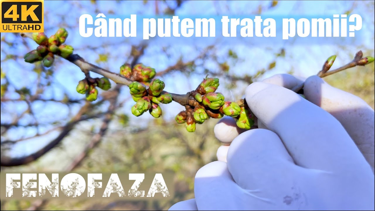 Tratamente la dezmugurit si buton!