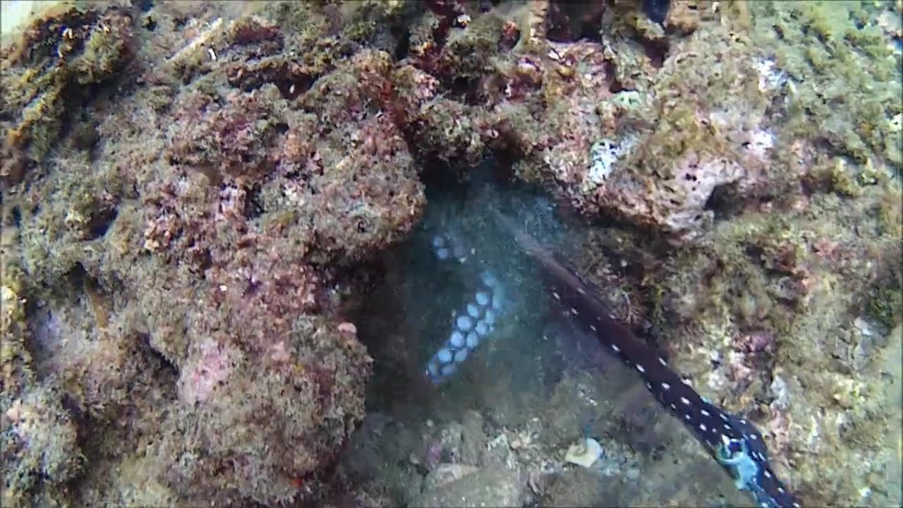 Spearfishing Aceh s2 episode 19