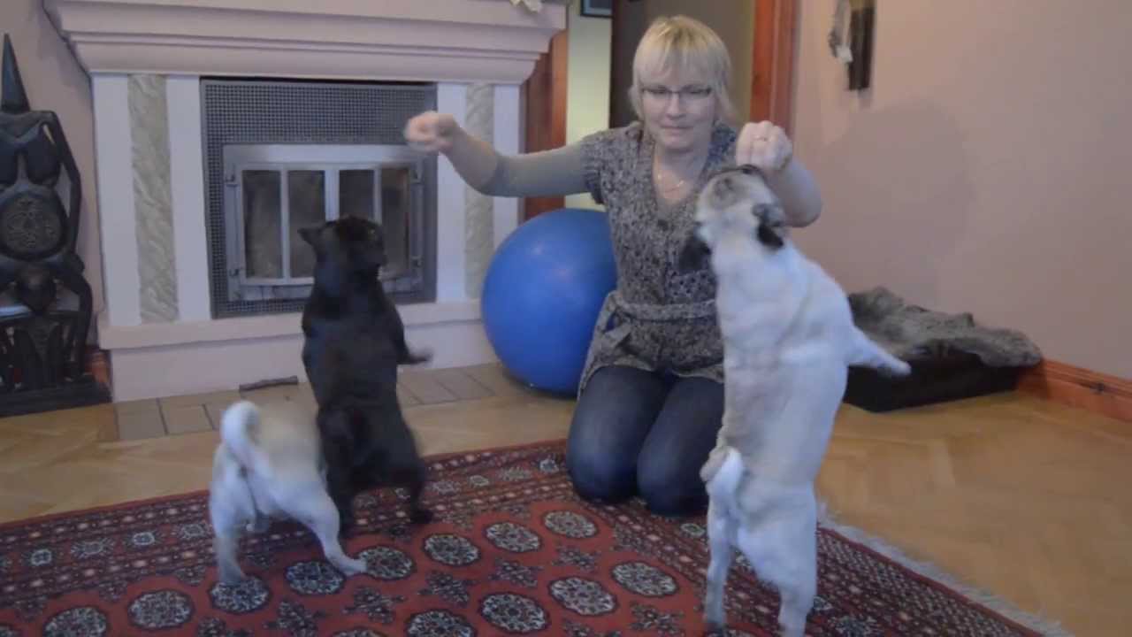 Mopsar Pugish Delite kan allt.