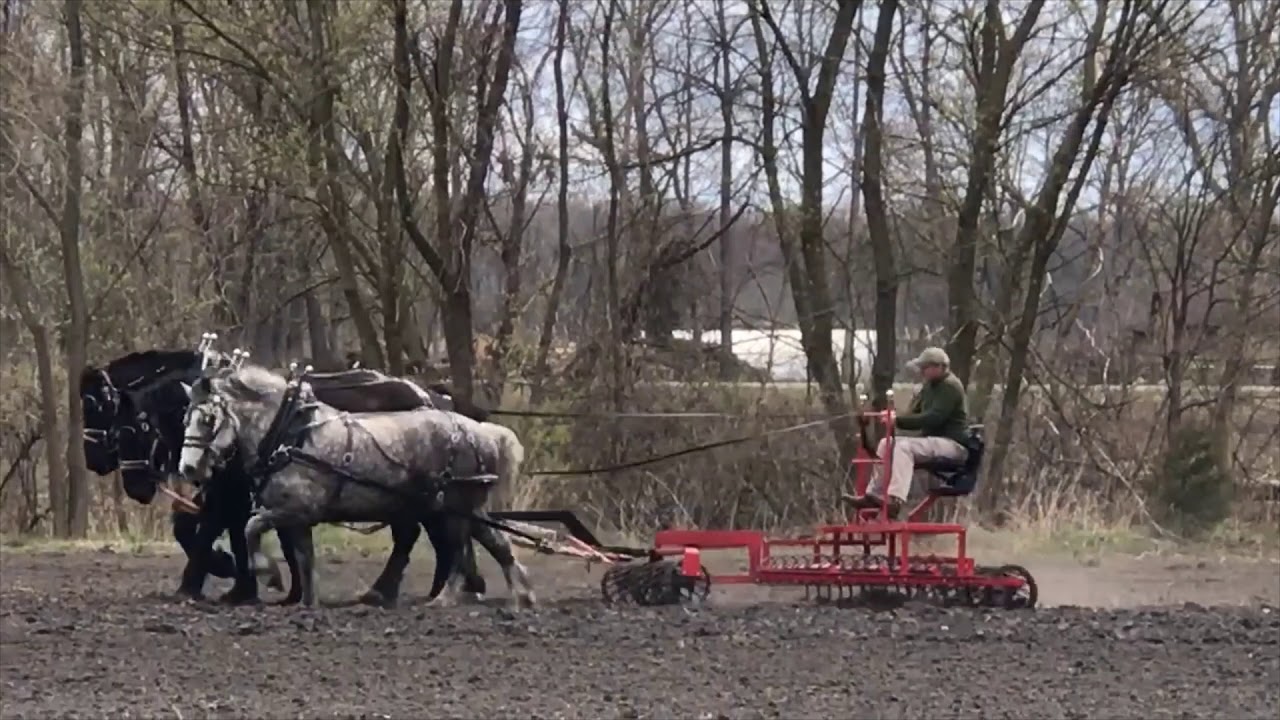 Morning chores, harnessing horses, cultimulching and drilling oats at Summerbend Farm.