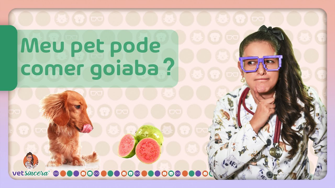 Cachorro pode comer Goiaba? Como oferecer a goiaba para o seu cachorro.