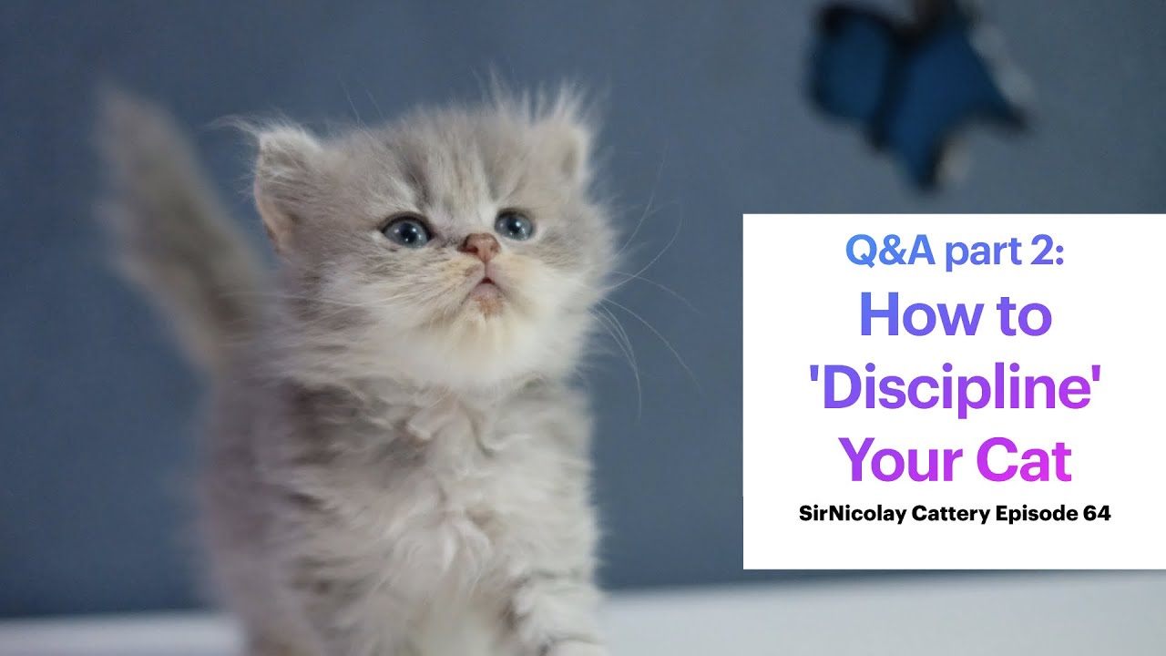 Q&A Part 2: How to 'Discipline' Your Cat