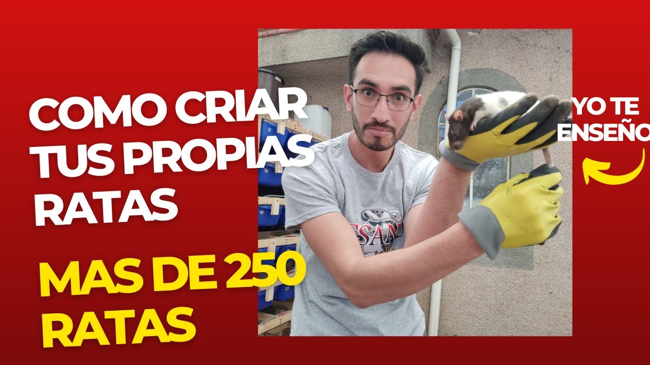 Como criar muchísimas ratas 🐀