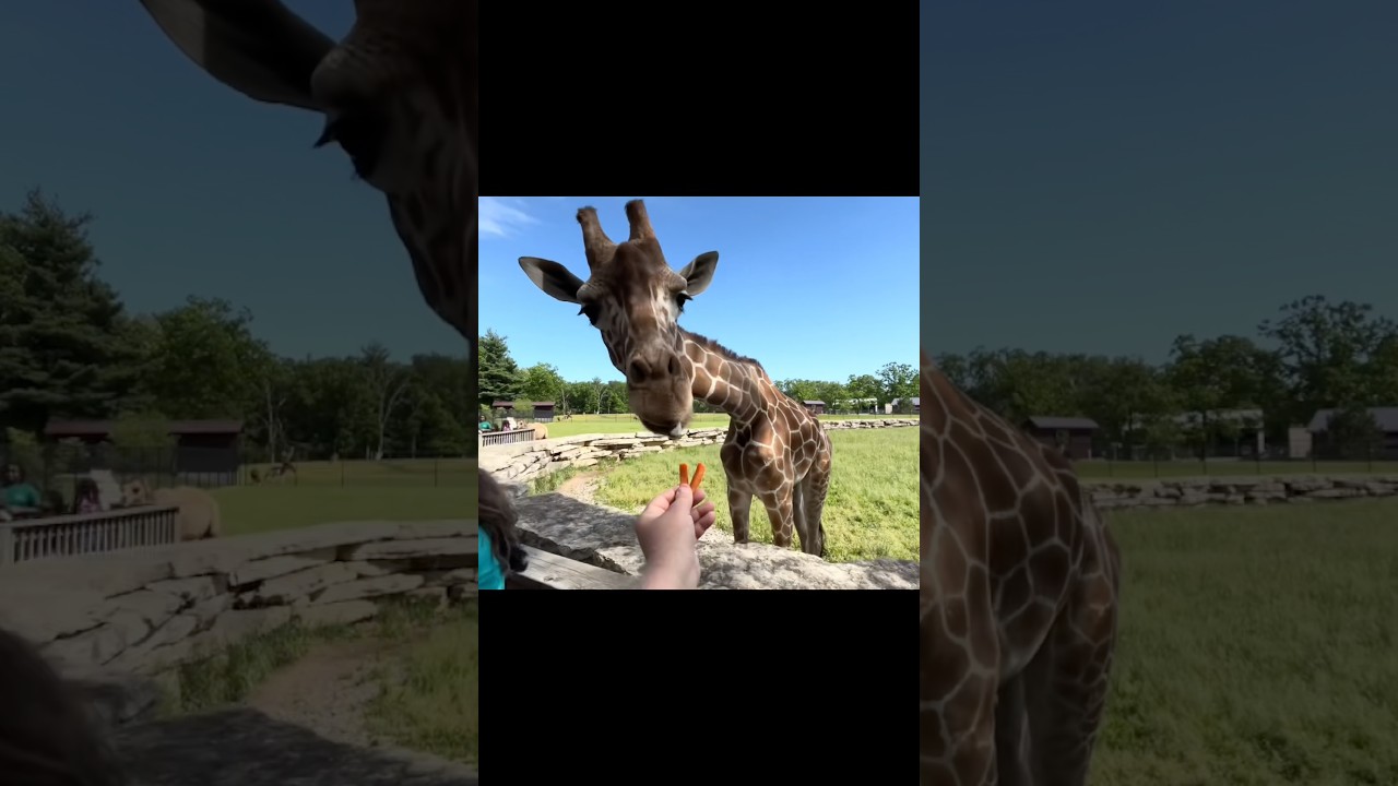 Feeding A Giraffe!