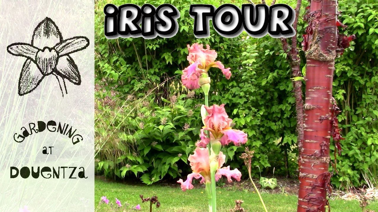 Iris Tour of my Garden