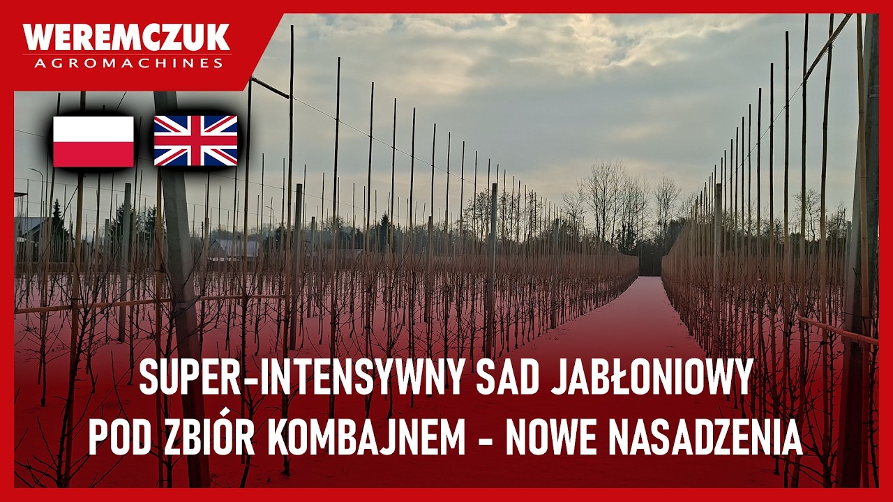 Jak założyć sad jabłoniowy pod zbiór kombajnem? Co ile sadzić drzewa w sadzie superintensywnym?
