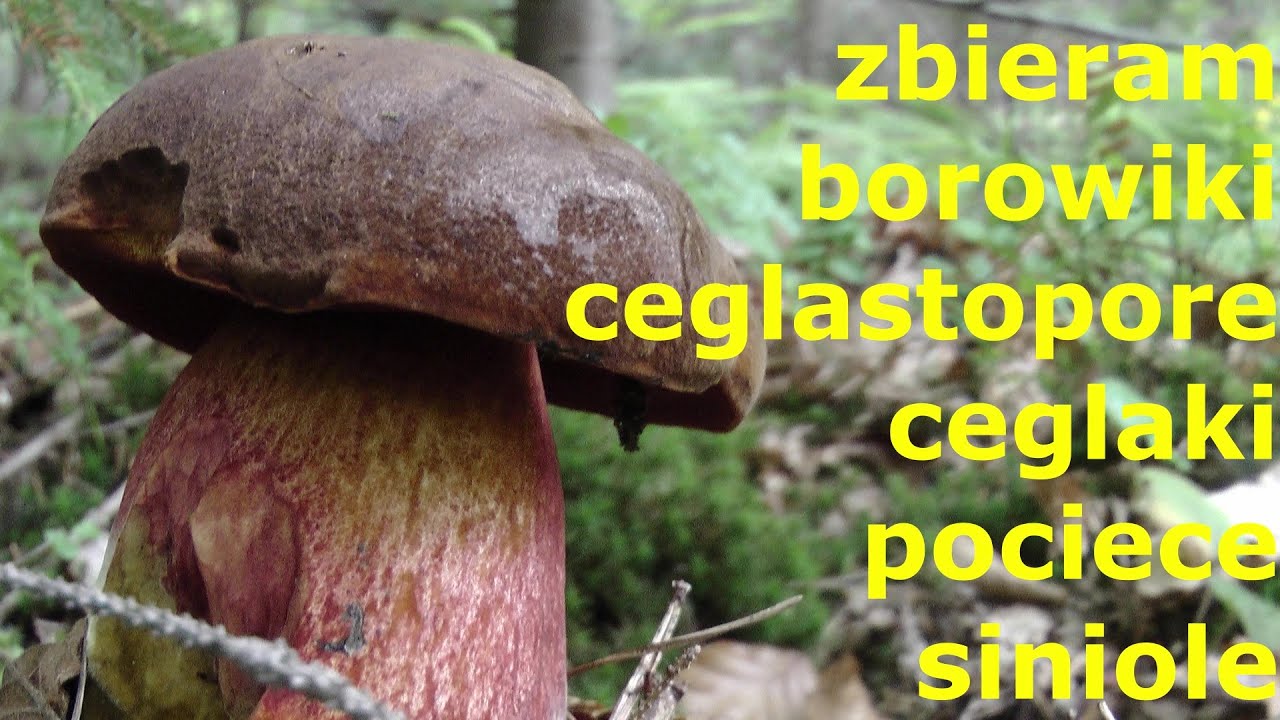 zbieram borowiki ceglastopore, ceglaki, pociece i siniole