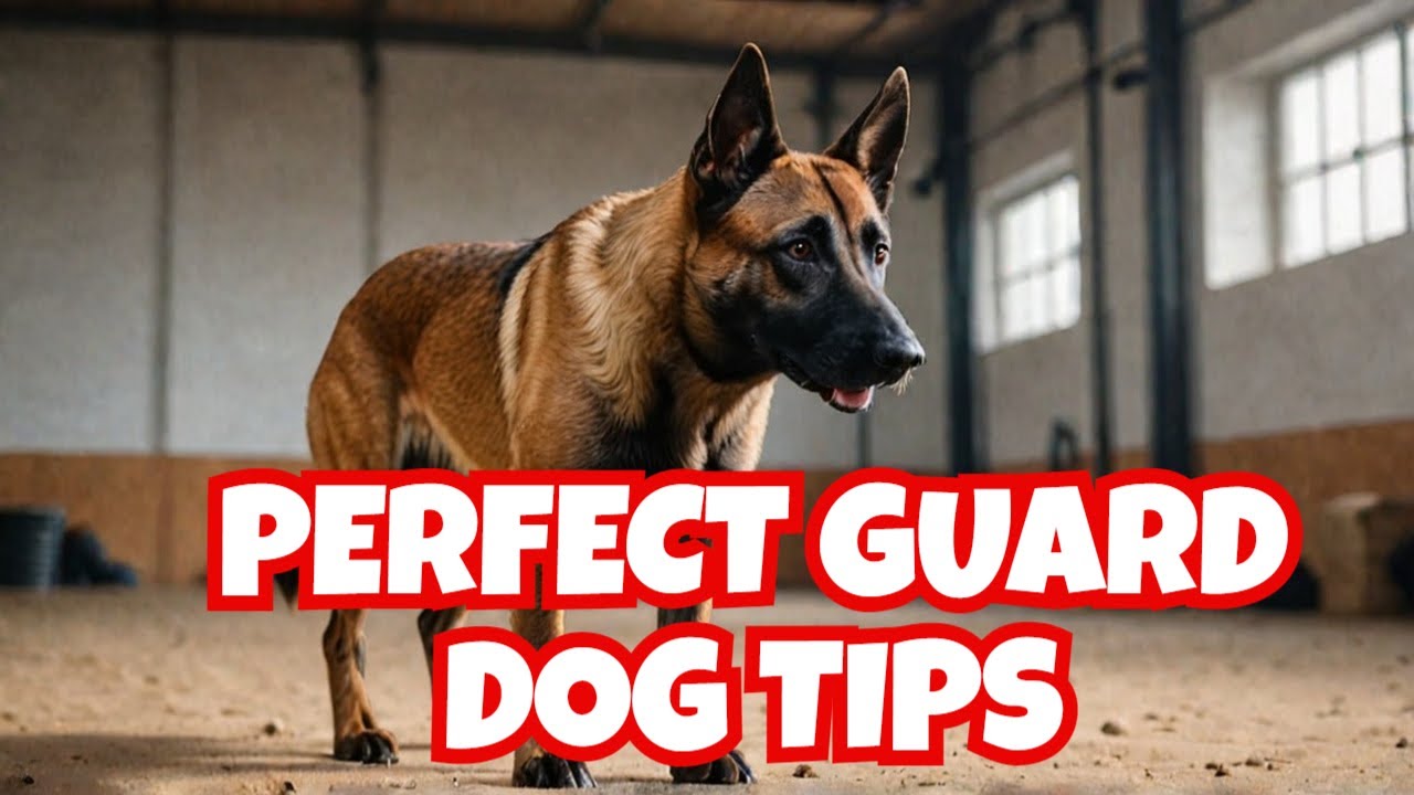 The Ultimate Belgian Malinois Protection Training Guide