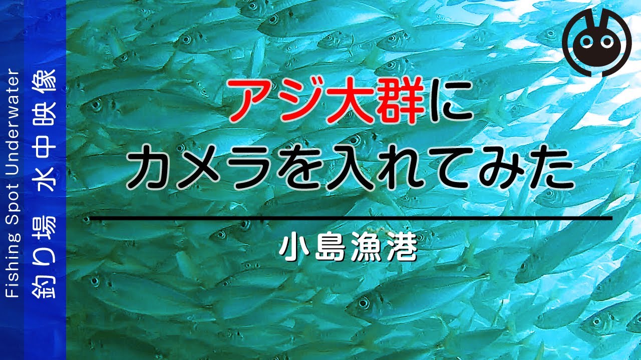 アジの大群にカメラを入れてみた【小島漁港】水中映像