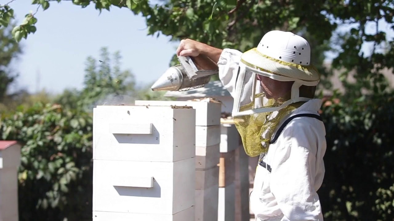 Улей Варре. Hive Warre - Отбор корпуса с медом при помощи воздуходувки