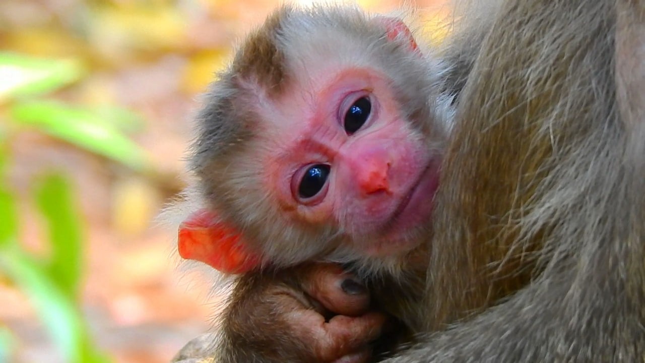monkey Lauy gave birth to a new baby, so adorable.