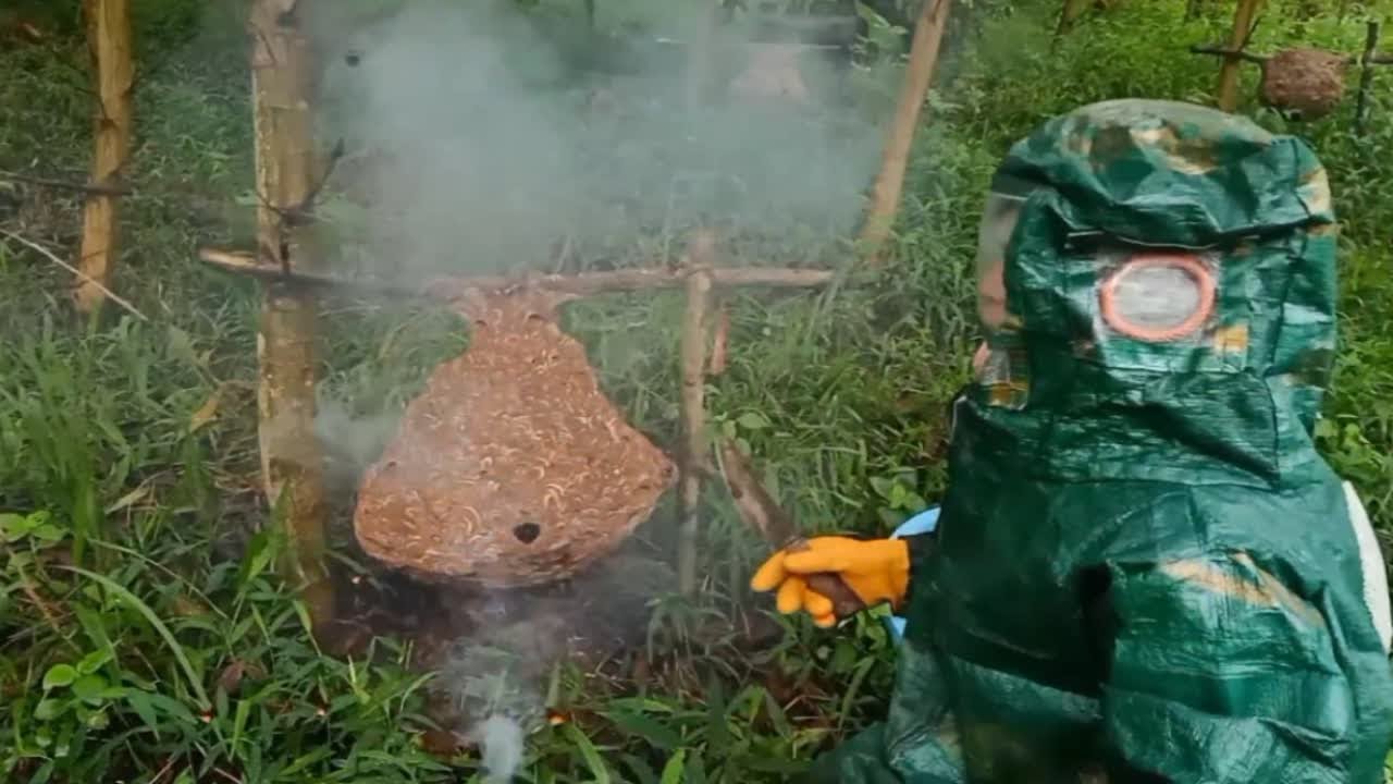 农户在整片山头养殖了一百多窝胡蜂。